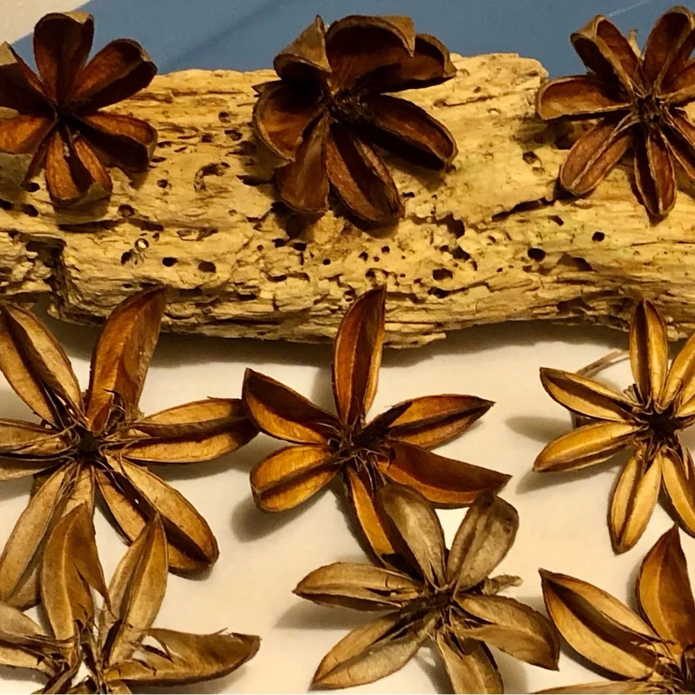 Decorative Dried Starflower Accents - Natural Brown